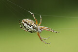 Fototapeta Tulipany - Eichblatt-Radspinne (Aculepeira ceropegia) im Spinnennetz.