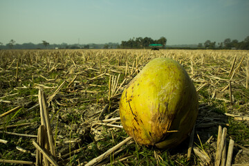 Canvas Print - A coconut fell from the tree after being damaged by the squirrels. It fell in the farm land in-front.