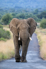 Wall Mural - Africa Elephant, Pilanesberg National Park