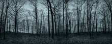 Panorama Of Bare Trees In The Autumn Forest In Cloudy Weather