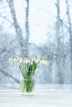 Bouquet Of Gentle Snowdrops On Windowsill, Window Glass With Rainy Drops Texture. Beautiful Spring Season, Natural Background. Rainy Weather