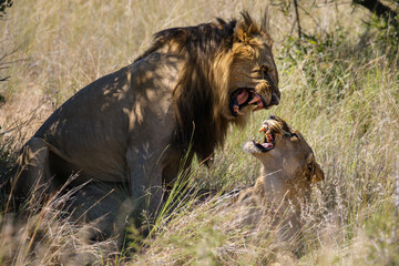 Wall Mural - Lions mating in Pilanesberg National Park