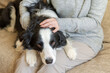 © Юлия Завалишина - Unrecognizable woman playing with cute puppy dog border collie on couch at home indoor. Owner girl stroking holding dog friend sitting on sofa. Love for pets friendship support team concept