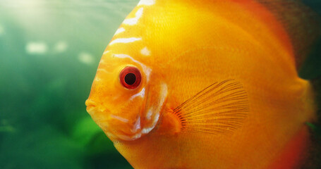 Its a great fish for beginners. Shot of a red discus in a freshwater fish tank.