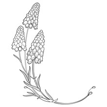 Corner Bouquet With Outline Muscari Or Grape Hyacinth Flower And Leaves In Black Isolated On White Background. 
