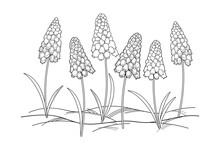 Outline Early Spring Muscari Or Grape Hyacinth Flower And Leaves In Black Isolated On White Background. 