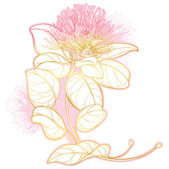 Poster - Outline corner bouquet of tropical Metrosideros or pohutukawa or Christmas tree flower in gold and pink isolated on white background. 