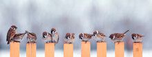 Panoramic Photo A Flock Of Small Birds Sparrows Sitting On A Fence In A Garden In The Village