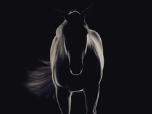 Silhouette Of A Standing Horse From Front. 3D Illustration.