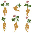 Red ginseng set. Collection icon red ginseng. Vector