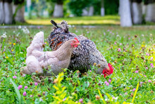 Gray Spotted Rooster And Chickens In The Garden Of The Farm On The Grass Looking For Food