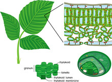 Chloroplast, Thylakoid And Sectional Diagram Of Plant Leaf Microscopic Structure Isolated On White Background