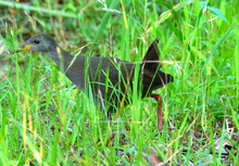 A Beautiful Shot Of A Grey Necked Wood Rail In A Grass
