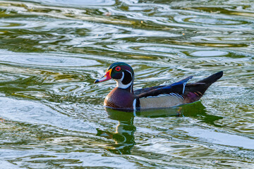 Wall Mural - male wood duck on pond in audubon park, new orleans, la. usa