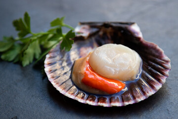 Canvas Print - raw natural scallop in its shell