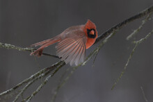 A Closeup Of A Red Male Cardinal Taking Off From The Branch In Winter