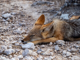 A wild Black Back Jackal pup sleeping on the rocks