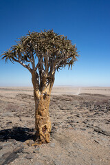 Sticker - A vertical shot of a small quiver tree growing in the deserts of Namibia