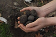 © New Africa - Woman holding fresh truffles in hands outdoors, closeup