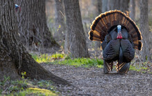 Close Up Shot Of Domestic Turkey Bird In The Woodland