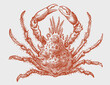 Spider crab maja squinado in top view, after vintage engraving