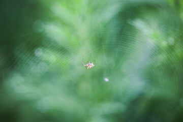 spider on the web