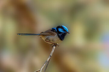 Sticker - Blue Wren Close Perched