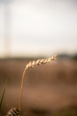 Poster - A closeup shot of wheat with blurred background