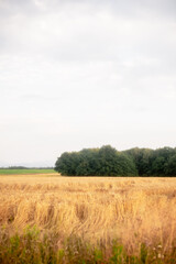 Poster - A serene landscape of a wheat field on a sunny day