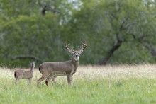 White Tailed Deer Buck On Texas Farmland