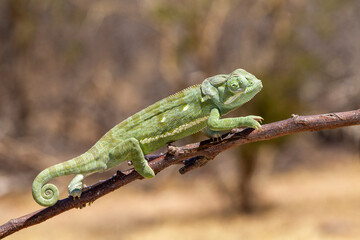 Wall Mural - Vences's chameleon in South Africa