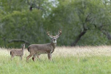 white tailed deer buck on texas farmland