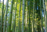 Fototapeta Dziecięca - A green bamboo forest with light.