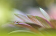 Beautiful Macro Photo.Dream Flowers.Border Art Design.Magic Light.Close up Photography.Conceptual Abstract Image.Green and Pink Background.Fantasy Floral Art.Creative Wallpaper.Beautiful Nature.Drop.