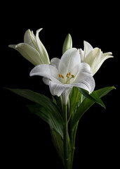 Wall Mural - white lily flowers on black background