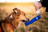 Fototapeta Łazienka - Pies pije wodę z miski turystycznej 