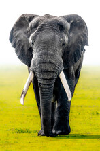 African Elephant During A Foggy Morning In Ngorongoro Crater National Park, Tanzania