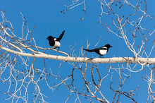 Black-billed Magpie (Pica Hudonia) In Cottonwood Tree; Steamboat Springs, Colorado