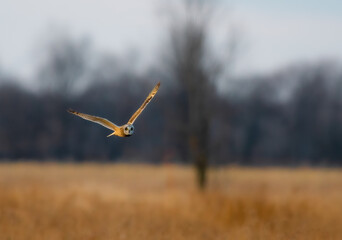 Short Eared Owl flying around a field during dusk