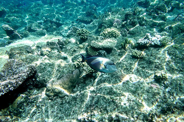 Wall Mural - Underwater reef