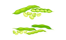 Organic Green Bean Pods Set. Fresh French Garden Beans Vector Illustration