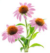 Blooming coneflower heads or echinacea flower isolated on white background close-up.