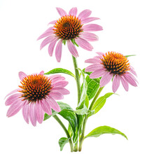 Blooming Coneflower Heads Or Echinacea Flower Isolated On White Background Close-up.