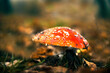 red mushroom toadstool in the autumn forest in fog