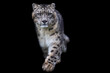 Portrait of a snow leopard with a black background