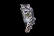 Portrait Of A Snow Leopard With A Black Background