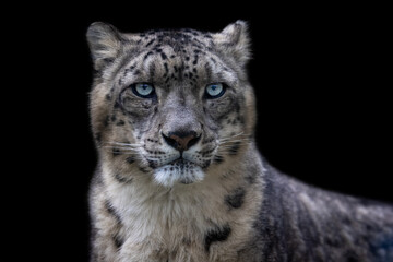 Wall Mural - Portrait of a snow leopard with a black background