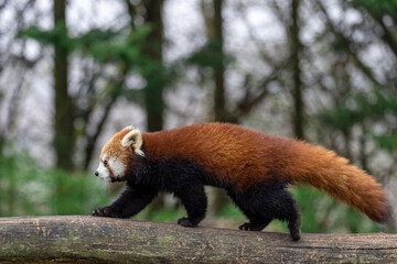 Wall Mural - Red panda walking in the forest