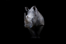 Portrait Of A White Rhino With A Black Background