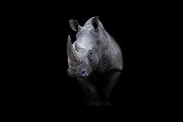 Wall Mural - Portrait of a white rhino with a black background